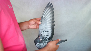 Pigeon image