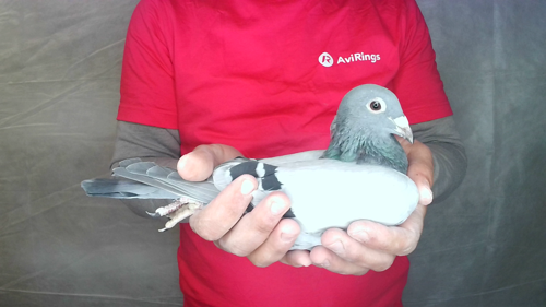 Pigeon image