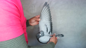 Pigeon image