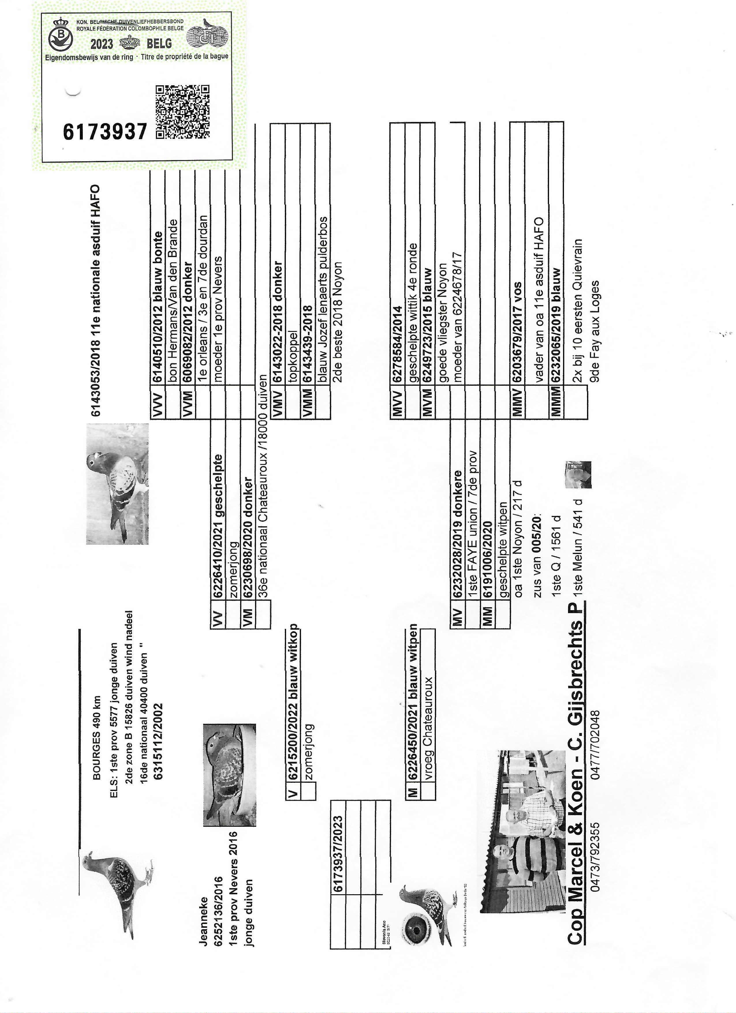 Pigeon pedigree image