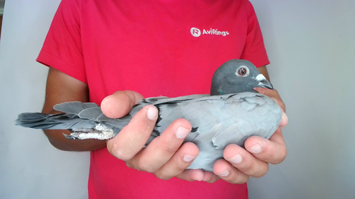 Pigeon image