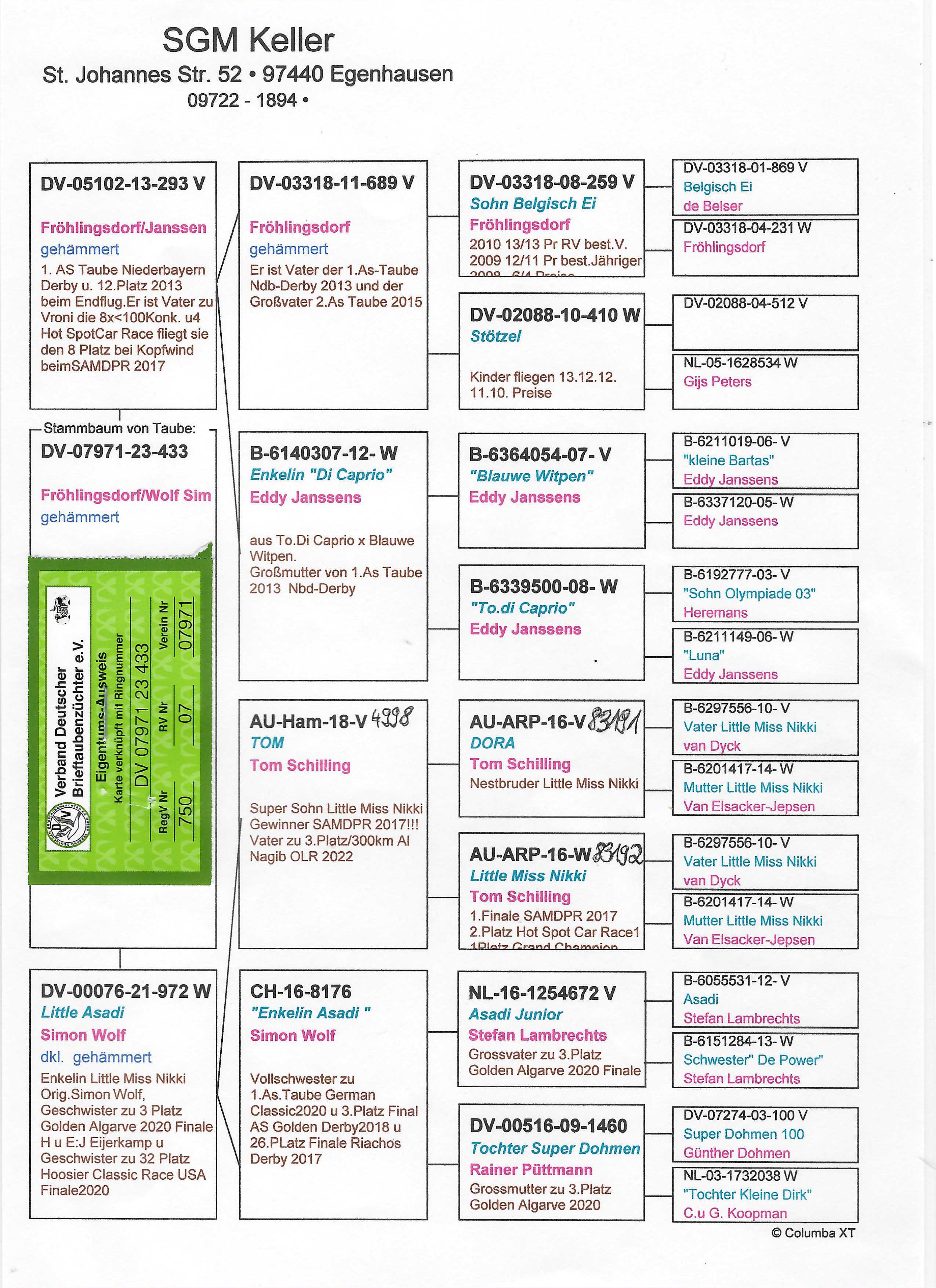 Pigeon pedigree image