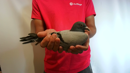 Pigeon image