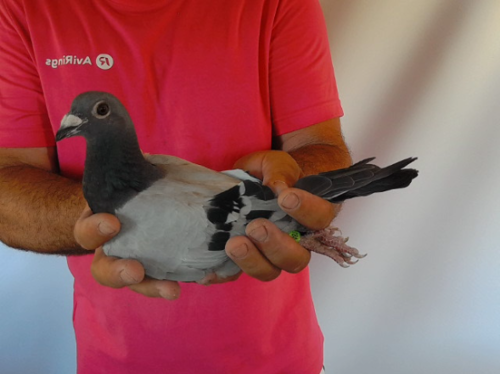 Pigeon image