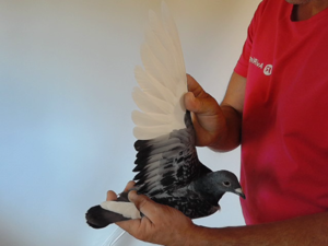 Pigeon image