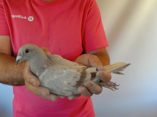 Pigeon image