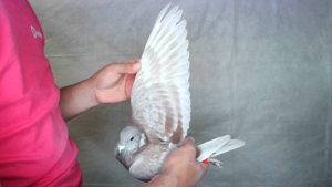 Pigeon image