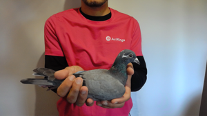 Pigeon image