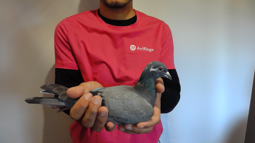 Pigeon image