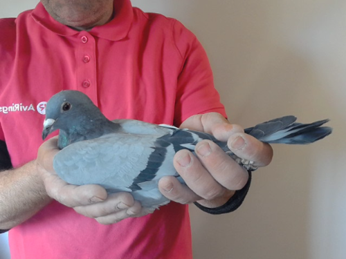 Pigeon image