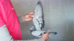 Pigeon image