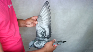 Pigeon image