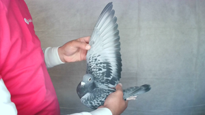 Pigeon image