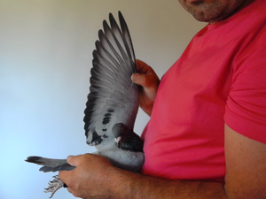 Pigeon image