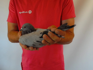 Pigeon image