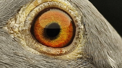 Pigeon eye