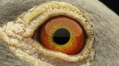 Pigeon eye