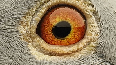 Pigeon eye