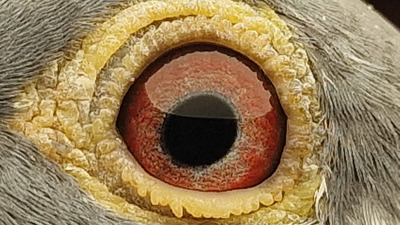 Pigeon eye