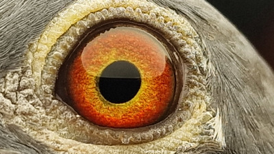 Pigeon eye