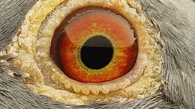 Pigeon eye