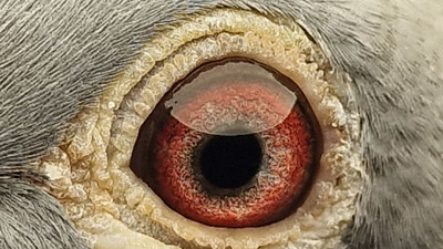 Pigeon eye