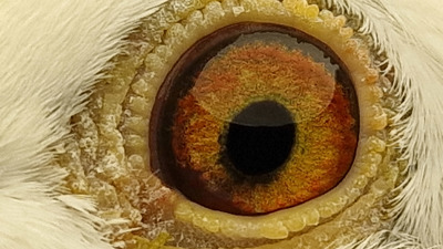 Pigeon eye