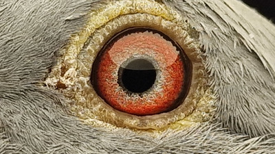 Pigeon eye