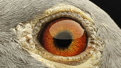 Pigeon eye