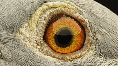 Pigeon eye