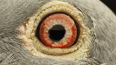 Pigeon eye