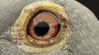 Pigeon eye