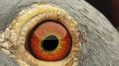 Pigeon eye