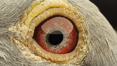 Pigeon eye