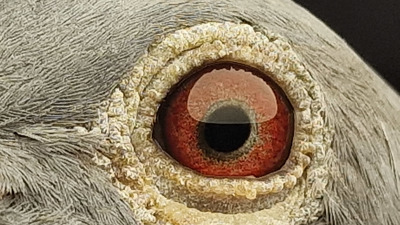 Pigeon eye