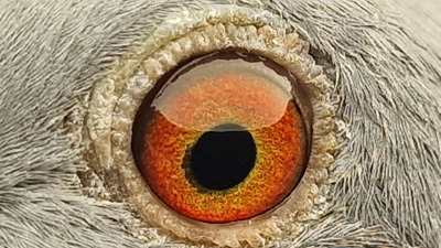 Pigeon eye