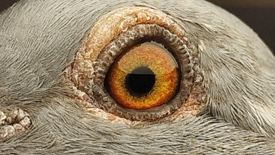 Pigeon eye