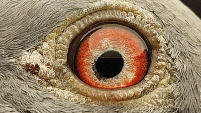 Pigeon eye