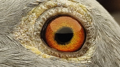 Pigeon eye