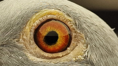 Pigeon eye