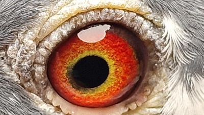 Pigeon eye