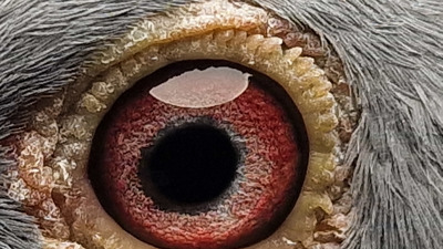 Pigeon eye