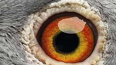 Pigeon eye