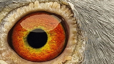 Pigeon eye