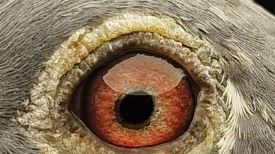 Pigeon eye