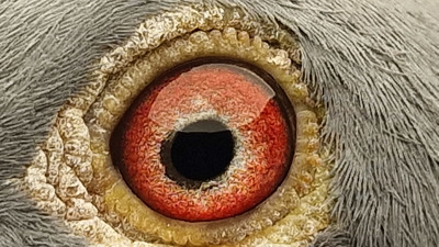 Pigeon eye