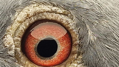 Pigeon eye