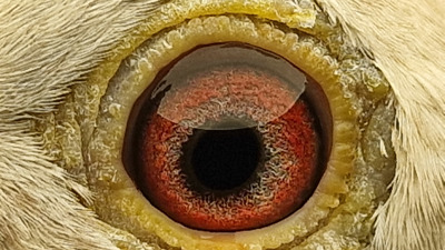 Pigeon eye