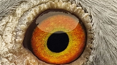 Pigeon eye