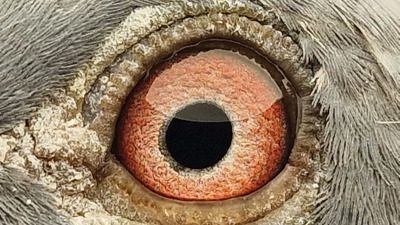 Pigeon eye